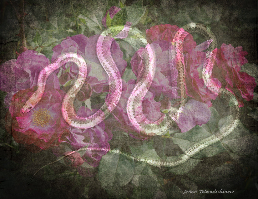 Serpent in the Roses
